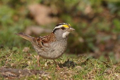 Bruant  gorge blanche (White-throated Sparrow) 