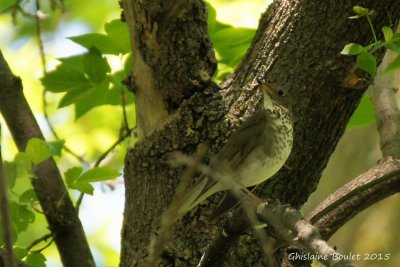 Grive  joues grises (Gray-cheeked Thrush)