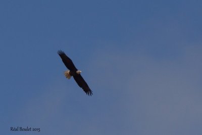 Pygargue  tte blanche (Bald Eagle)