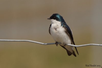 Hirondelle bicolore (Tree Swallow)