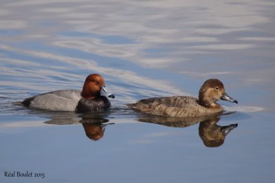 Fuligule  tte rouge (Redhead)