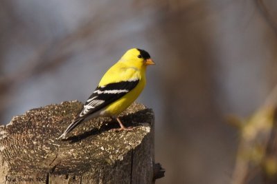 Chardonneret jaune (American Goldfinch)