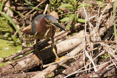 Hron vert (Green-backed Heron)