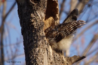 Chouette raye (Barred Owl)