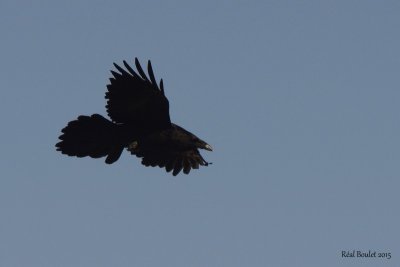 Grand Corbeau (Common Raven) 1/4