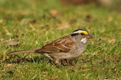Bruant à gorge blanche (White-throated Sparrow)