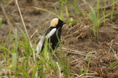 Goglu des prés (Bobolink)