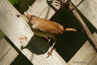 Troglodyte familier (House Wren)