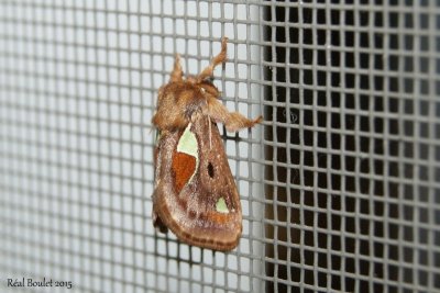 Limacode pineuse - Euclea delphinii  Spiny Oak-slug Moth