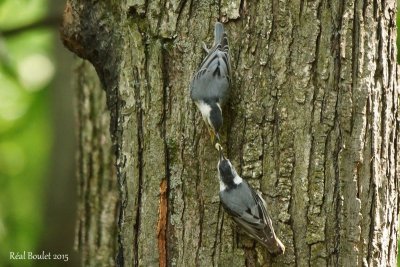Sittelle à poitrine blanche (White-breasted Nuthatch)