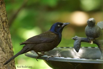 Quiscale bronz (Common Grackle) 