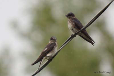 Hirondelle noire (Purple Martin)