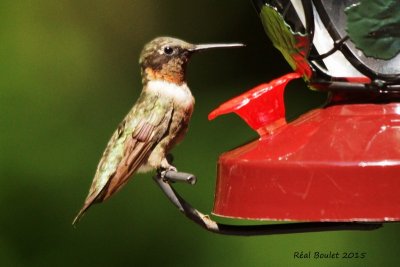 Colibri  gorge rubis (Ruby-throated Hummingbird)