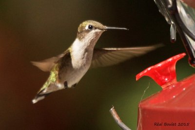 Colibri  gorge rubis (Ruby-throated Hummingbird)