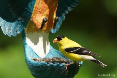 Chardonneret jaune (American Goldfinch) 