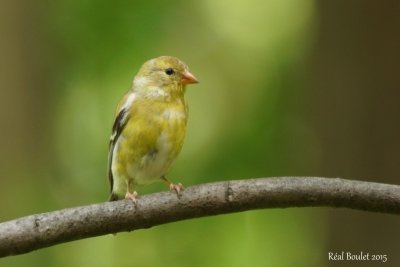 Chardonneret jaune (American Goldfinch) 