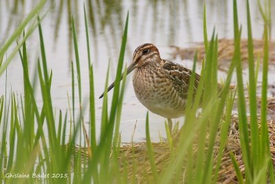 Bcassine de Wilson (Common Snipe)