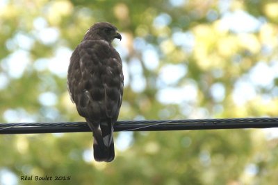 Petite Buse (Broad-winged Hawk)