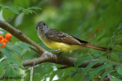 Tyran hupp (Great Crested Flycatcher)