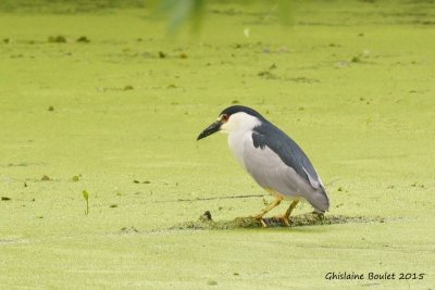 Bihoreau gris (Black-crowned Night-Heron)