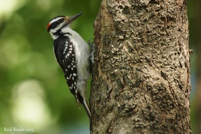 Pic chevelu (Hairy Woodpecker)