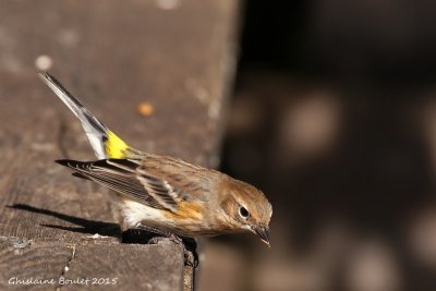 Paruline  croupion jaune (Yellow-rumped Warbler)
