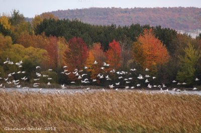 Oie des neiges (Snow Goose)