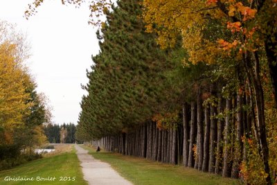 Chemin de pins