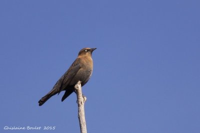 Quiscale rouilleux (Rusty Blackbird)