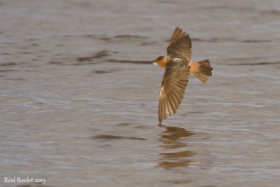 Hirondelle  front brun (Cave Swallow)