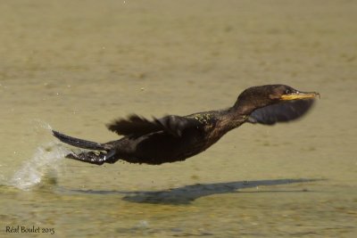 Cormoran  aigrettes (Double-crested Cormorant)