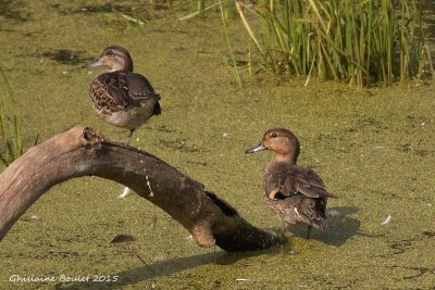 Sarcelle d'hiver (Green-winged Teal)