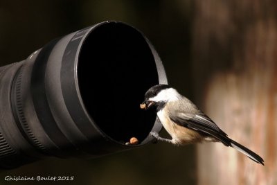 Msange  tte noire (Black-capped Chickadee)