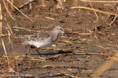 Bcasseau  croupion blanc (White-rumped Sandpiper)