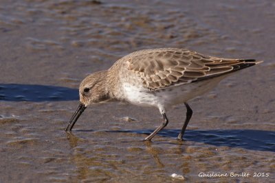 Bcasseau variable (Dunlin)