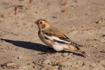 Plectrophane des neiges (Snow Bunting)