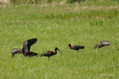 Ibis falcinelle (Glossy Ibis)