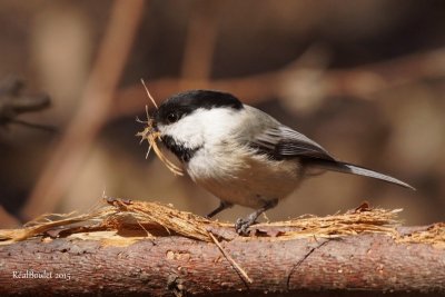 Msange  tte noire (Black-capped Chickadee)