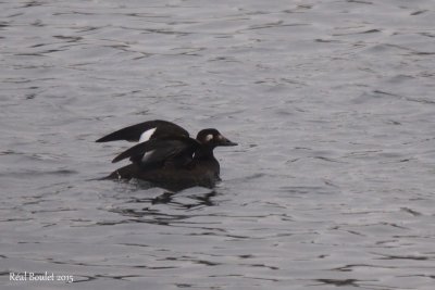 Macreuse  ailes blanches (White-winged Scoter)