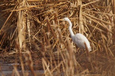 Grande Aigrette (Great Egret)