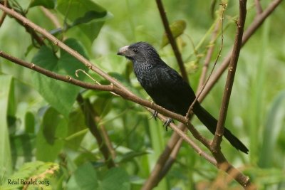 Ani  bec cannel (Groove-billed ani)