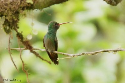 Arianne  ventre gris (Rufous-tailed hummingbird)