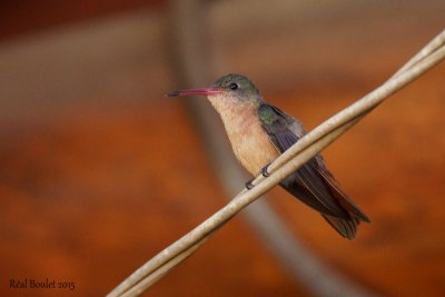 Arianne cannelle (cinnamon hummingbird)