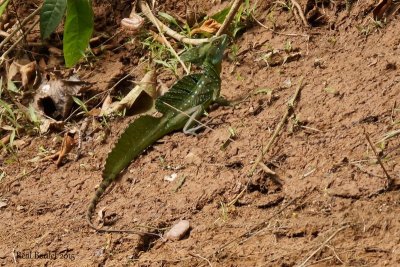 Basilic vert (Green Basilisk)