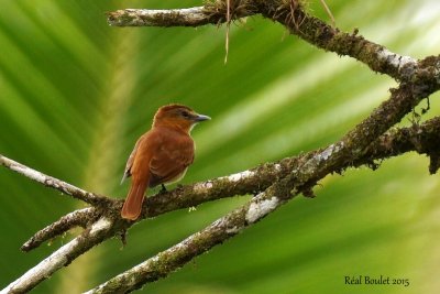 Bcarde cannelle (Cinnamon Becard)