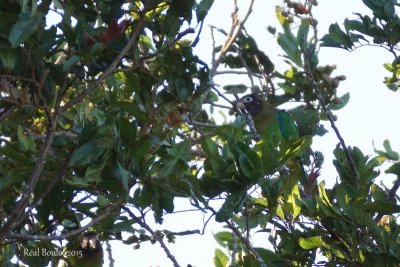 Caque  capuchon (Brown-hooded Parrot)