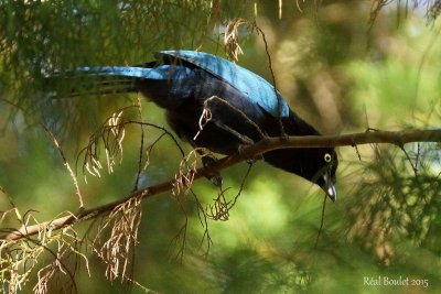 Geai houpp (Bushy-crested Jay)