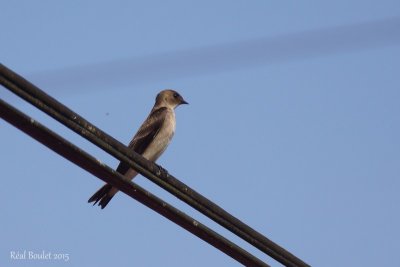 Hirondelle  gorge rousse (Southern Rough-winged Swallow)