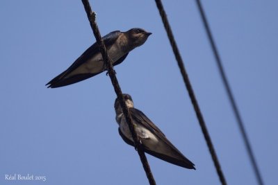 Hirondelle chalybe (Grey-breasted Martin)