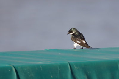 Hirondelle des mangroves (Mangrove Swallow)